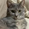 johnnycat968