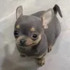 pam_i_amm