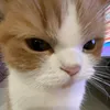 пив асик