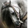 bilal.taybi30