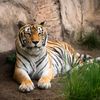 leo432674