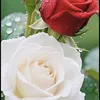 abirawad97