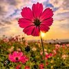 belal8123