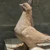 الحمام الراعبي النجفي