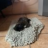 romina_aola