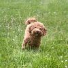 pudel.daisy