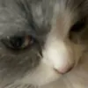 teddieisthebear