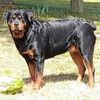 larrymosher729