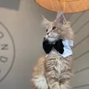 sirniknak_themainecoon