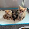 happy_foster_tails