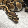 peach_thesnake
