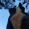 horses.are.amazin61