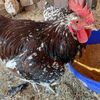 roosterboy1