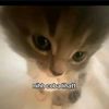 cattylvrs