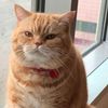 gingercatkolala