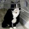 funnykitten01