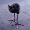 notdani_dev