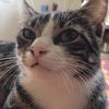 collettesigmacat