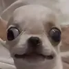 khanhvann3
