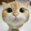 danzzasolole