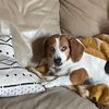 bellathebassethound0