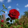 retig.ahmed.l7