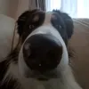 dloeida