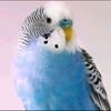 amantedepajaros