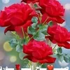 huda.ali054