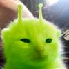 xtropcal_bobax