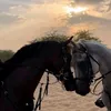 eila.serwan01