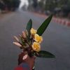 rodela.sohor