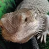 animals_on_top99