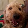buddy25696