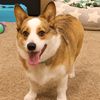 presley_the_corgi