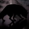 wolfie1553