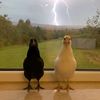tennisbirdthefoldng