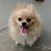 pangolindo_