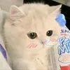.bongg_2