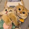 sillydogedits