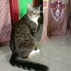 olshoplaili