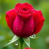 balalkhan7883