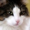 enyangee_cat