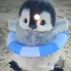 Pingu