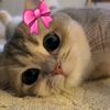hayattd_222