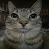 haqaish7