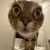 tongthongmeme01