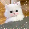 8boop