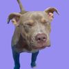 misspattythestaffy