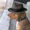 walguler